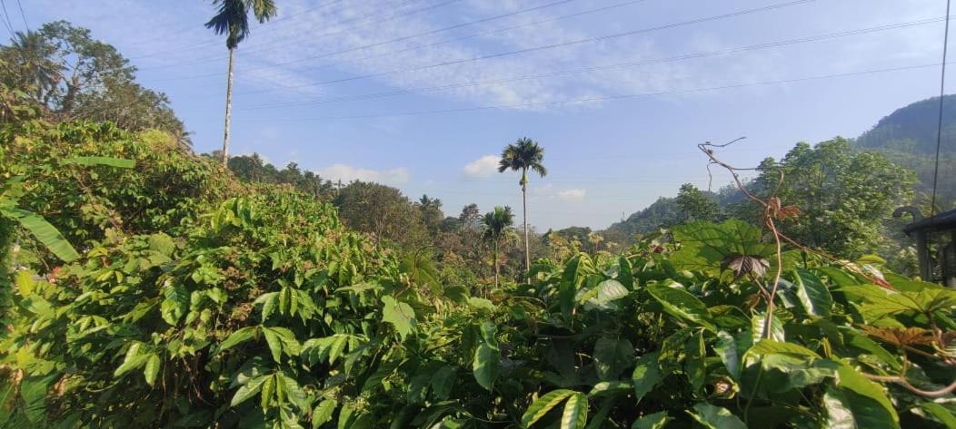 Riya Munnar *